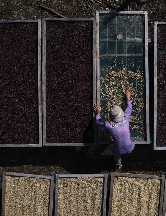 Green Natural Coffee Beans 250g